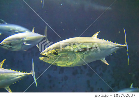 クロマグロ(ホンマグロ) 105702637