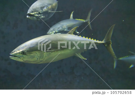 クロマグロ(ホンマグロ) 105702658