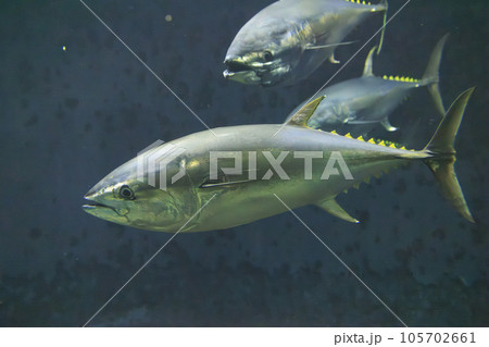 クロマグロ(ホンマグロ) クロマグロ(ホンマグロ) 105702661