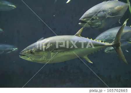 クロマグロ(ホンマグロ) 105702665