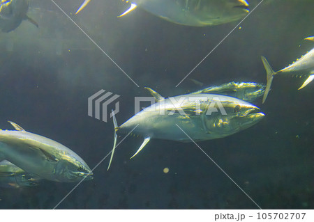 クロマグロ(ホンマグロ) 105702707