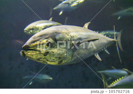 クロマグロ(ホンマグロ) 105702716