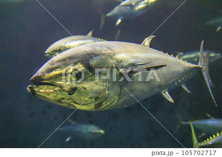 クロマグロ(ホンマグロ) 105702717