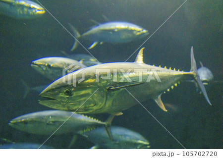 クロマグロ(ホンマグロ) クロマグロ(ホンマグロ) 105702720