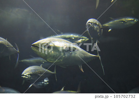 クロマグロ(ホンマグロ) 105702732