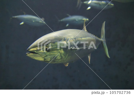 クロマグロ(ホンマグロ) 105702736