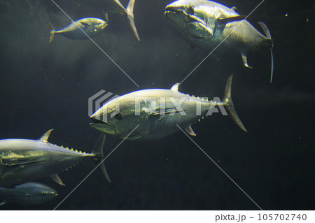 クロマグロ(ホンマグロ) 105702740