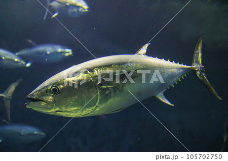 クロマグロ(ホンマグロ) 105702750