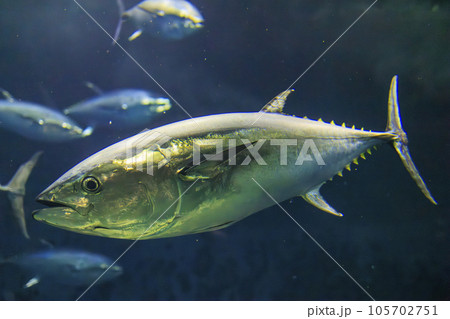 クロマグロ(ホンマグロ) クロマグロ(ホンマグロ) 105702751