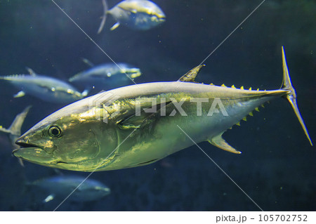 クロマグロ(ホンマグロ) 105702752