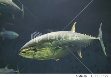 クロマグロ(ホンマグロ) 105702759