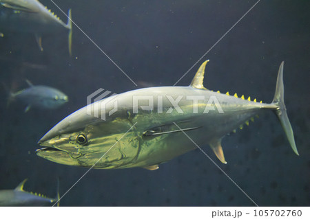 クロマグロ(ホンマグロ) 105702760