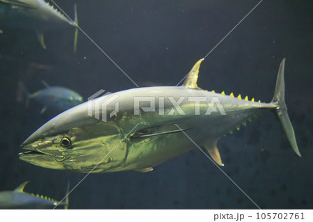 クロマグロ(ホンマグロ) 105702761