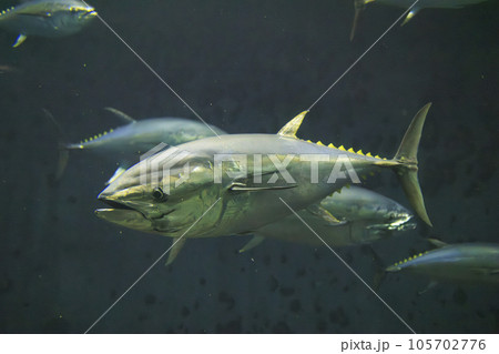 クロマグロ(ホンマグロ) クロマグロ(ホンマグロ) 105702776