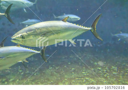 クロマグロ(ホンマグロ) クロマグロ(ホンマグロ) 105702816