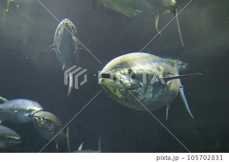 クロマグロ(ホンマグロ) 105702831