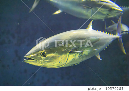 クロマグロ(ホンマグロ) クロマグロ(ホンマグロ) 105702854