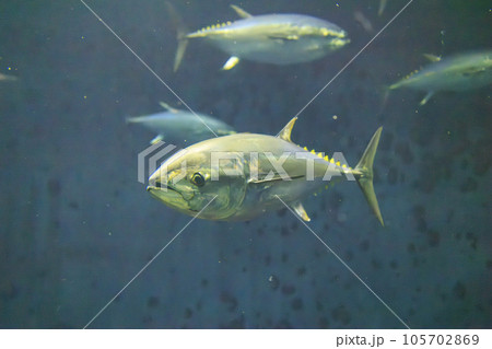 クロマグロ(ホンマグロ) 105702869