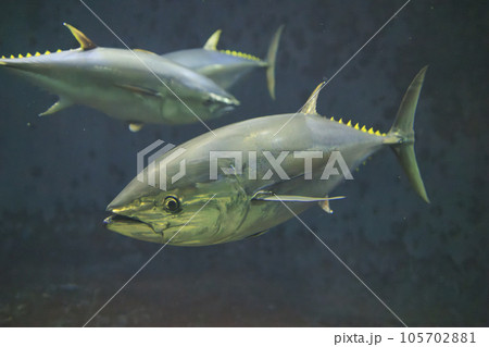 クロマグロ(ホンマグロ) 105702881