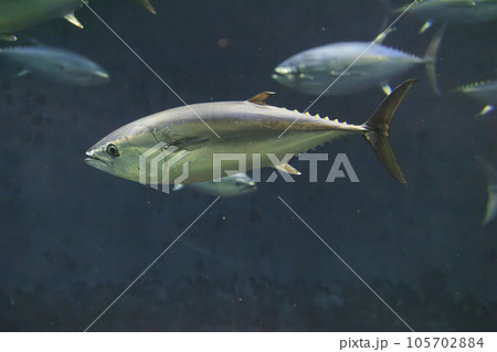 クロマグロ(ホンマグロ) 105702884