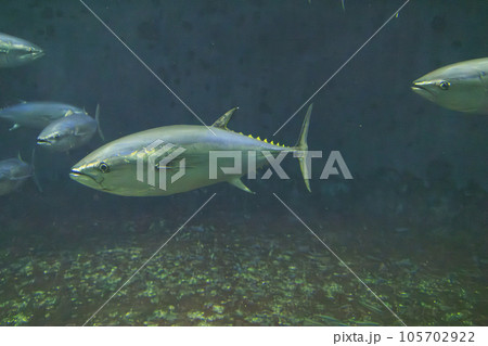クロマグロ(ホンマグロ) 105702922