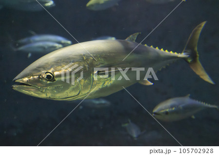 クロマグロ(ホンマグロ) クロマグロ(ホンマグロ) 105702928