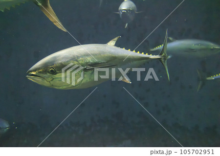 クロマグロ(ホンマグロ) クロマグロ(ホンマグロ) 105702951