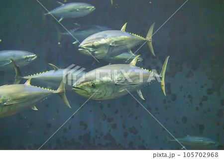 クロマグロ(ホンマグロ) 105702968