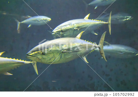 クロマグロ(ホンマグロ) 105702992