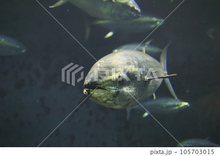 クロマグロ(ホンマグロ) 105703015