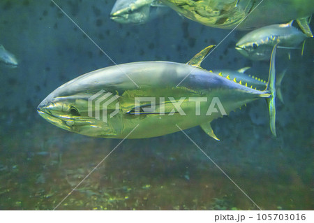 クロマグロ(ホンマグロ) 105703016