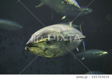 クロマグロ(ホンマグロ) 105703019