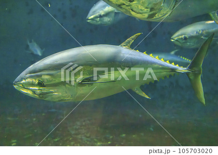 クロマグロ(ホンマグロ) 105703020