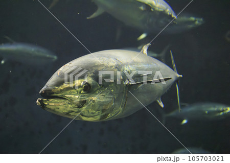 クロマグロ(ホンマグロ) 105703021