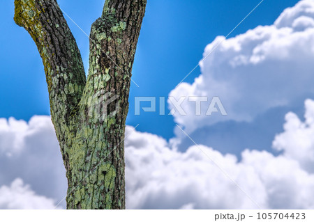 日本の横浜都市景観 夏空とアブラゼミ。猛烈な暑さが続く日本列島=8月 日本の横浜都市景観 夏空とアブラゼミ。猛烈な暑さが続く日本列島=8月 105704423