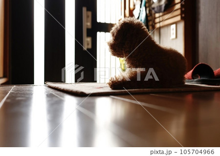 玄関で飼い主の帰宅を待つトイプードル（飼い主の撮影許可あり） 105704966