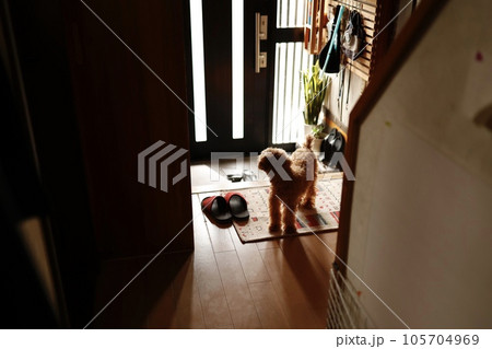 玄関で飼い主の帰宅を待つトイプードル(飼い主の撮影許可あり) 玄関で飼い主の帰宅を待つトイプードル(飼い主の撮影許可あり) 105704969