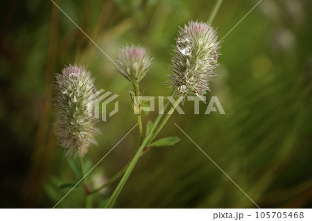 Rabbitfoot or hare's foot clover plant with fluffy flower head, Trifolium arvense with dew drops in hair on dark green blurry background Rabbitfoot or hare's foot clover plant with fluffy flower head, Trifolium arvense with dew drops in hair on dark green blurry background 105705468