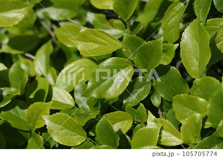 エノキの葉(若葉) エノキの葉(若葉) 105705774