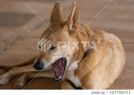 Adorable dixie dingo dog yawning, Western Australia 105706551