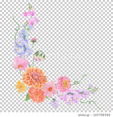 Watercolor botanical colourful frame of summer and autumn flowers: dahlia, zinnia, lathyrus, gillyflower, nasturtium. Good for wedding print products, paper, invitations, greetings, fabric, posters 105706569