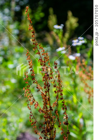 Part of a sorrel bush Rumex confertus growing in the wild with dry seeds on the stem Part of a sorrel bush Rumex confertus growing in the wild with dry seeds on the stem 105707050