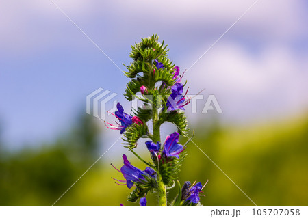 Viper's bugloss or blueweed Echium vulgare flowering in meadow on the natural green blue background. Macro. Selective focus. Front view 105707058