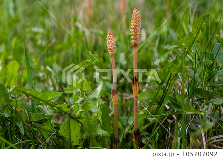 Selective focus. A spore-bearing shoot of the horsetail Equisetum arvense. Sporiferous spikelet of field horsetail in spring. Controversial cones of horsetail 105707092