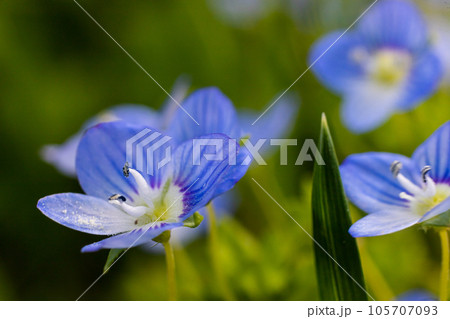 Blue flowers veronica chamaedrys close up on a...の写真素材