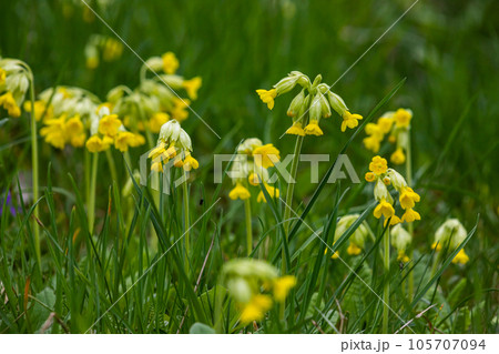 Yellow Primula veris cowslip, common cowslip, cowslip primrose on soft green background.Selective focus Yellow Primula veris cowslip, common cowslip, cowslip primrose on soft green background.Selective focus 105707094