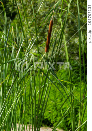 Reed mace plant also known as cat - tail, bulrush, swamp sausage, punks, typha angustifolia 105707135