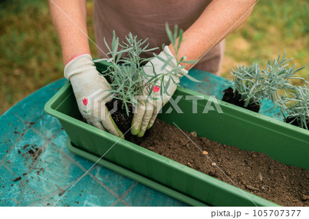 Happy 50s senior farmer woman transplants lavender plant into plastic pot outdoors. Gardening, greenery concept. 105707377
