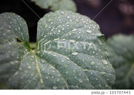 Close-up of a green leaf with water droplets on it 105707443