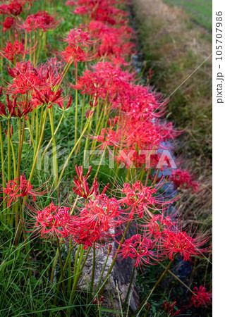 嵯峨野の秋、あぜ道に真っ赤なヒガンバナの咲く田園風景 105707986